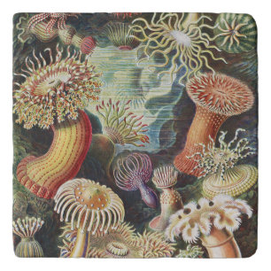 Haeckel Sea Anemones Nautical Sea Life Art Collage Trivet