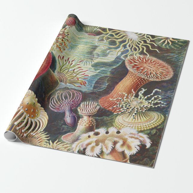 Haeckel Sea Anemones Nautical Sea Life Art Collage Wrapping Paper (Unrolled)