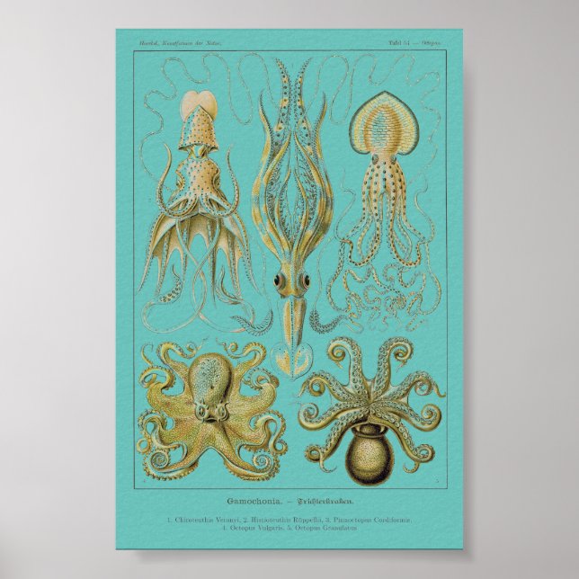 Haeckel Squid, Gamochonia Poster (Front)