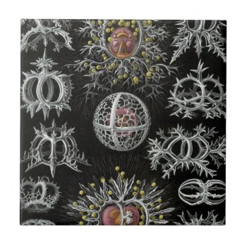 Haeckel Stephoidea Tile by haeckel_inspired at Zazzle