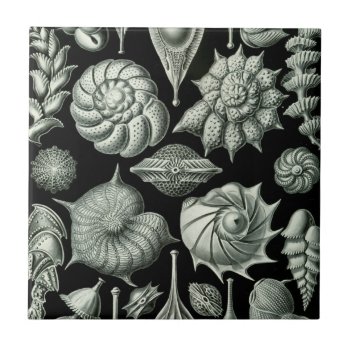 Haeckel Thalamophora Tile by haeckel_inspired at Zazzle