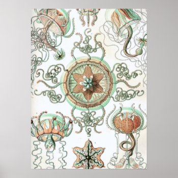 Haeckel Trachomedusae Poster by haeckel_inspired at Zazzle