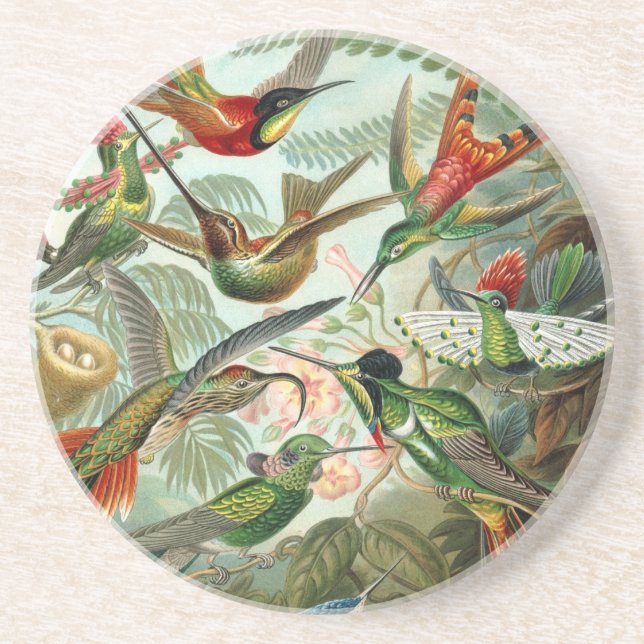 Haeckel Trochilidae Sandstone Coaster (Front)