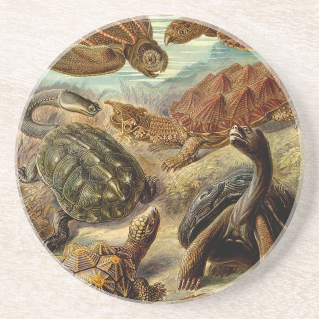 Haeckel Turtles Drink Coaster (Front)