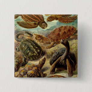 Haeckel Turtles Pinback Button