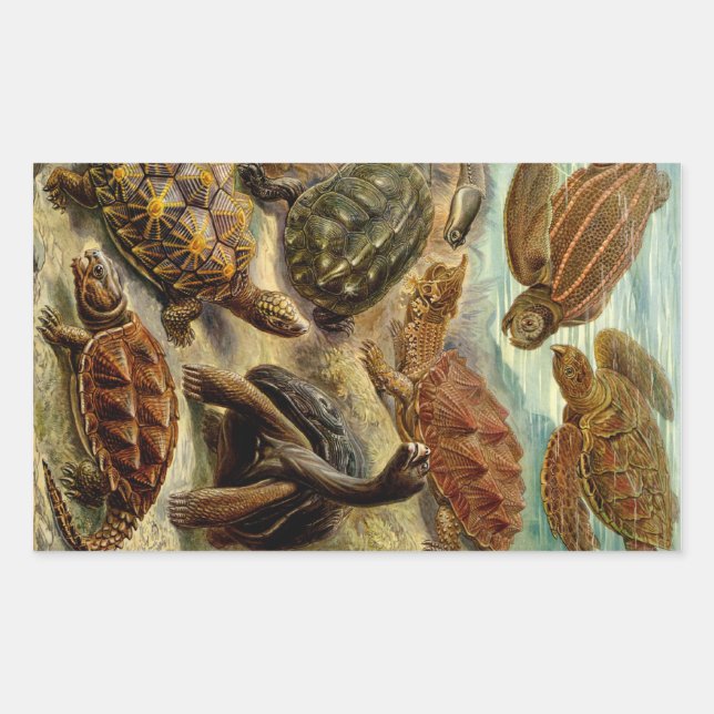 Haeckel Turtles Rectangular Sticker (Front)