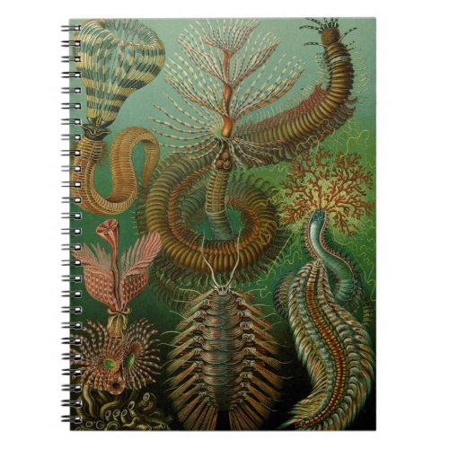 Haeckels Chaetopoda Notebook
