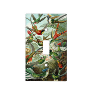 Haeckel's Hummingbirds Light Switch Cover