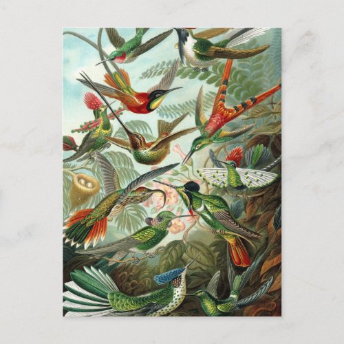 Haeckels Hummingbirds Postcard