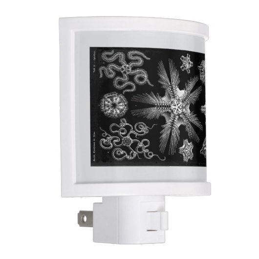 Haeckle 1889 Science White on Black Night Light (Right)