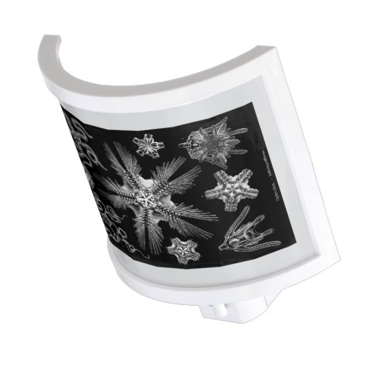Haeckle 1889 Science White on Black Night Light (Angled)