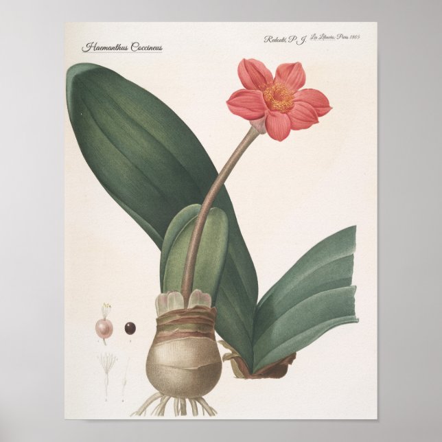Haemanthus Coccineus Poster (Front)