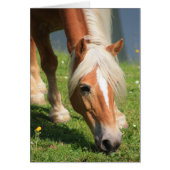 Haflinger (Front)