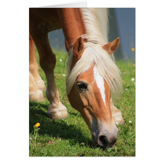 Haflinger Cards (Front)