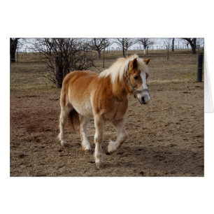 Haflinger Cards