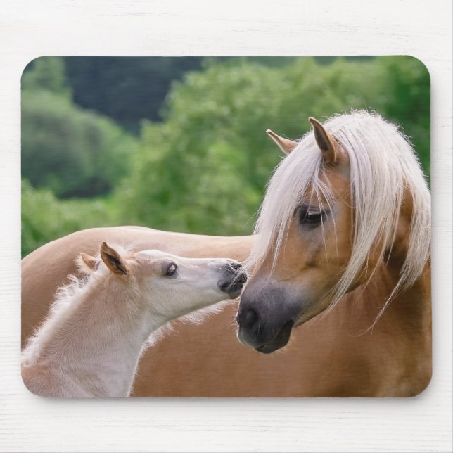 Haflinger Cute Horses Foal and Mom Cuddling Kiss - Mouse Pad (Front)