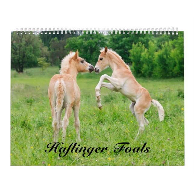 Haflinger Foals - size large Calendar (Cover)