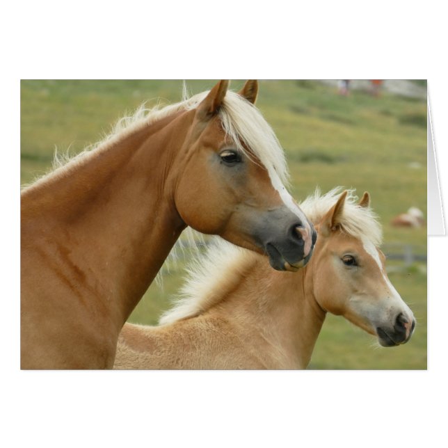 Haflinger horse and foal cards (Front Horizontal)