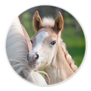 Haflinger Horse Cute Baby Foal Animal Photo on - Ceramic Knob