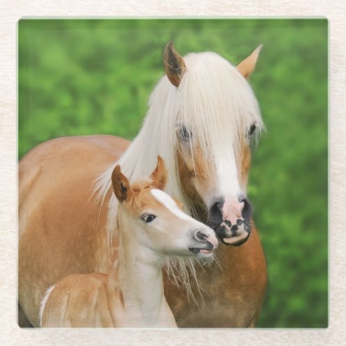 Haflinger Horse Cute Baby Foal Kiss Mum Pony Photo Glass Coaster