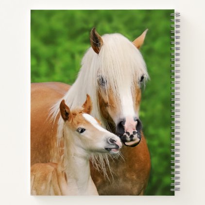 Haflinger Horse Cute Baby Foal Kiss Mum Pony Photo Notebook