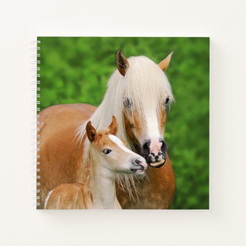 Haflinger Horse Cute Baby Foal Kiss Mum Pony Photo Notebook