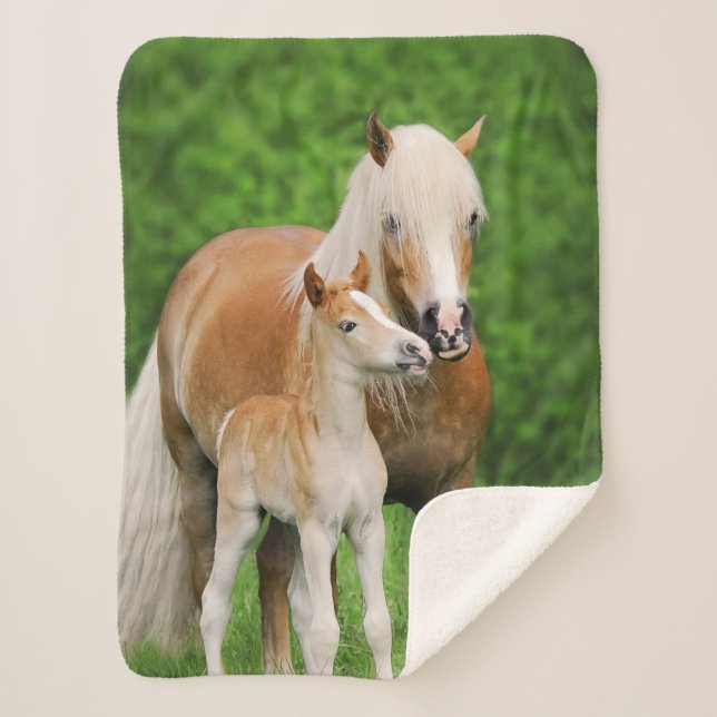 Haflinger Horse Cute Baby Foal Kiss Mum Pony Photo Sherpa Blanket (Front)