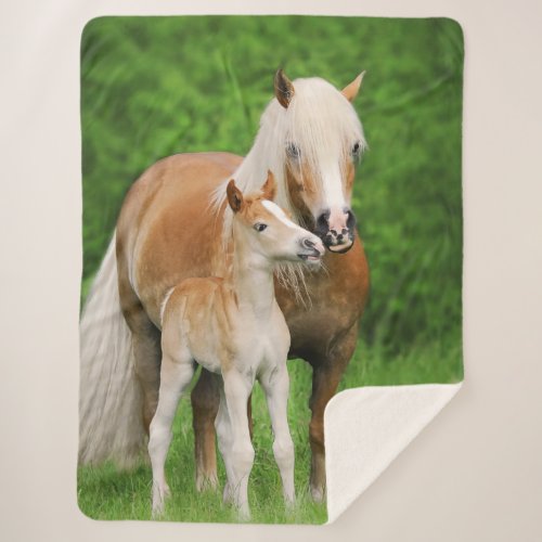 Haflinger Horse Cute Baby Foal Kiss Mum Pony Photo Sherpa Blanket