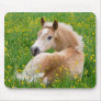 Haflinger Horse Cute Foal in a Flowerbed, Supply Mouse Pad