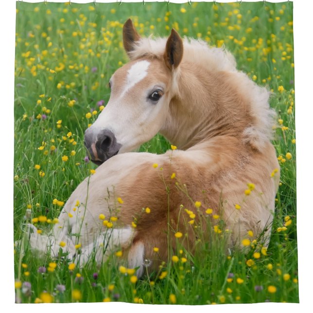 Haflinger Horse Cute Foal Resting Flowerbed - Tub Shower Curtain (Front)