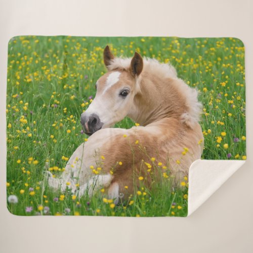 Haflinger Horse Cute Foal Resting in a Flowerbed  Sherpa Blanket