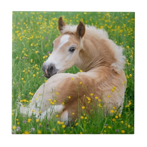 Haflinger Horse Cute Foal Rests Flowerbed  Ceramic Tile