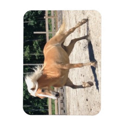 Haflinger Horse Magnet