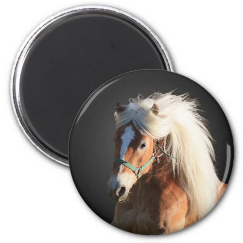 Haflinger Horse Magnet