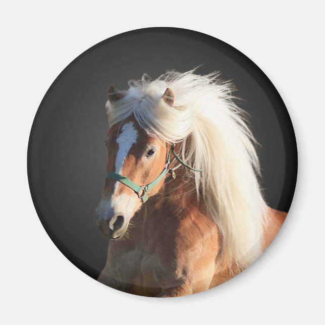 Haflinger Horse Magnet (Front)