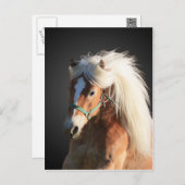 Haflinger Horse with beautiful mane Postcard (Front/Back)