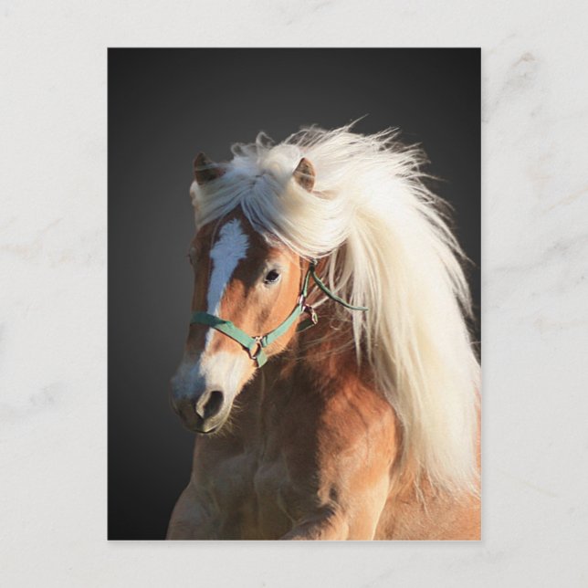 Haflinger Horse with beautiful mane Postcard (Front)