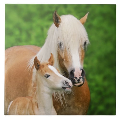 Haflinger Horses Cute Baby Foal Kiss Mum Photo _ Tile