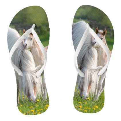 Haflinger Horses Cute Baby Foal With Mum - flips Flip Flops