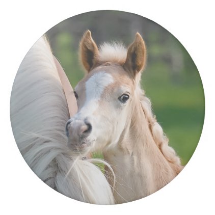 Haflinger Horses Cute Baby Foal With Mum Photo ; Eraser