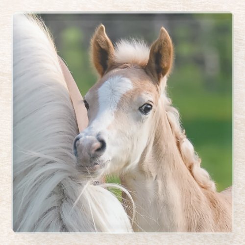 Haflinger Horses Cute Baby Foal With Mum Photo _ Glass Coaster