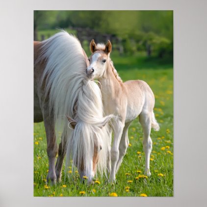 Haflinger Horses Cute Baby Foal With Mum Photo on Poster