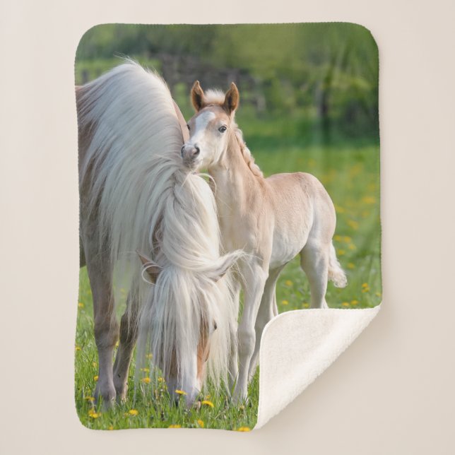 Haflinger Horses Cute Baby Foal With Mum Photo , Sherpa Blanket (Front)