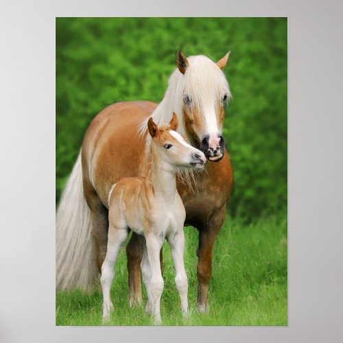 Haflinger Horses Cute Foal Kiss Mum Animal Photo Poster