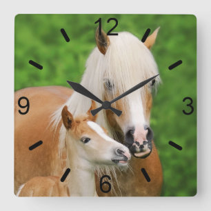 Haflinger Horses Cute Foal Kiss Mum / dial-plate Square Wall Clock