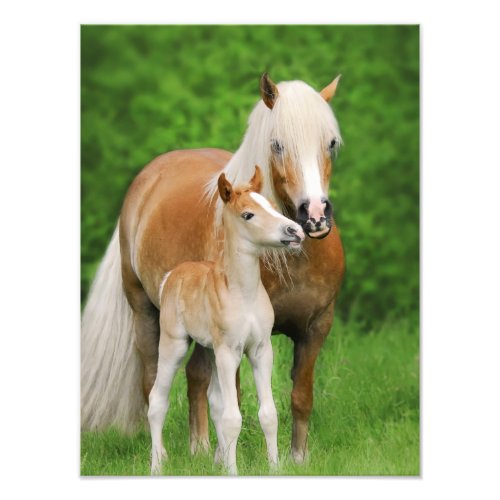 Haflinger Horses Cute Foal Kiss Mum _ Paperprint Photo Print