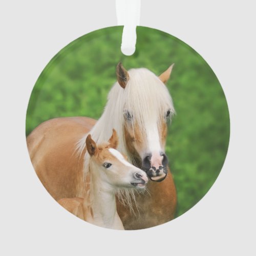 Haflinger Horses Cute Foal Kiss Mum Photo _ Ornament