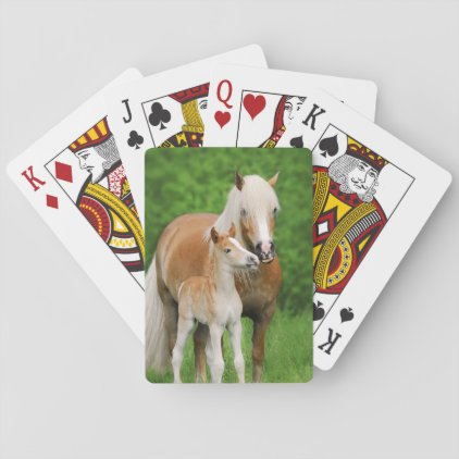 Haflinger Horses Cute Foal Kiss Mum Photo . Playing Cards