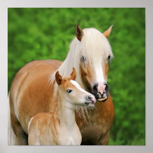 Haflinger Horses Cute Foal Kiss Mum Photo  Square Poster