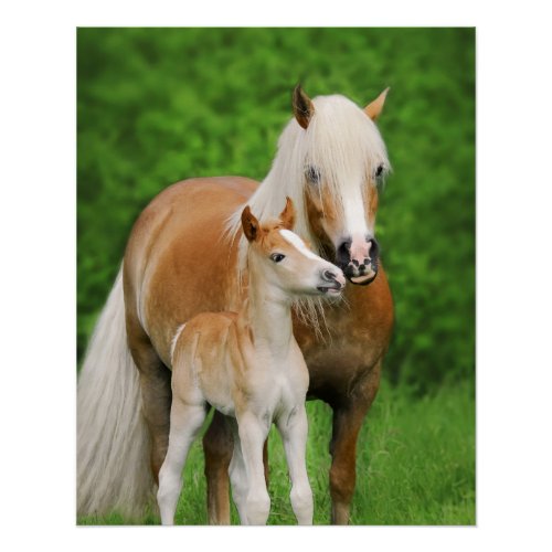 Haflinger Horses Cute Foal Kiss Mum Photography Poster